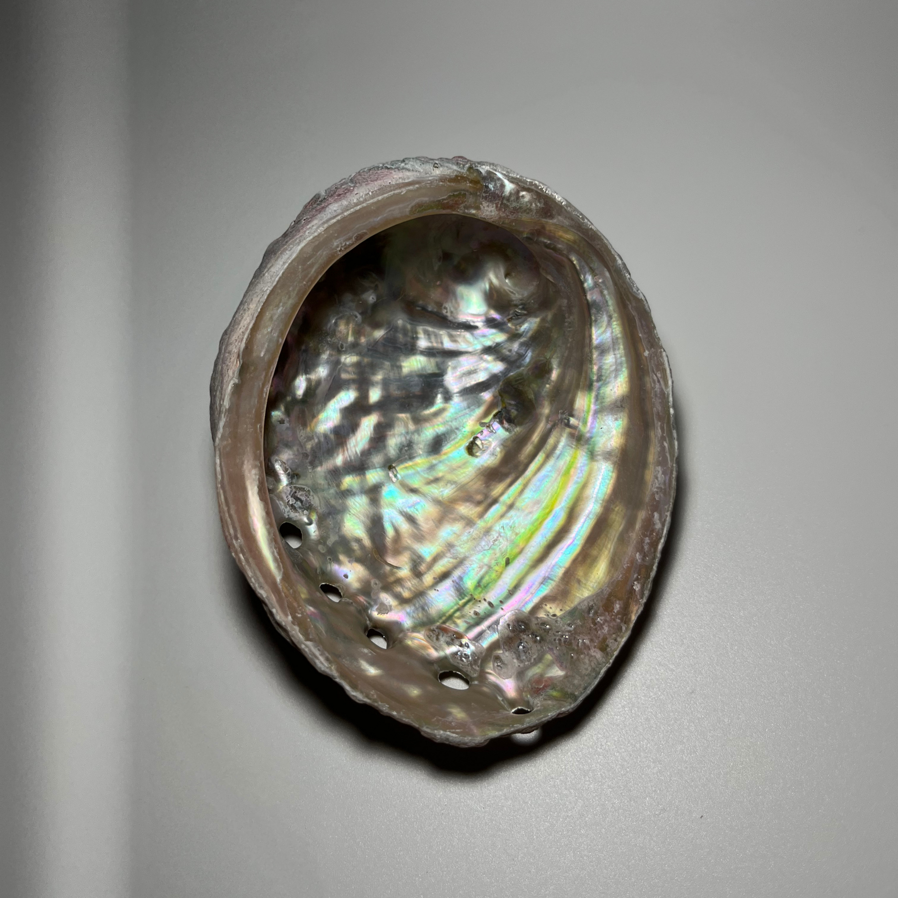 Abalone Shell
