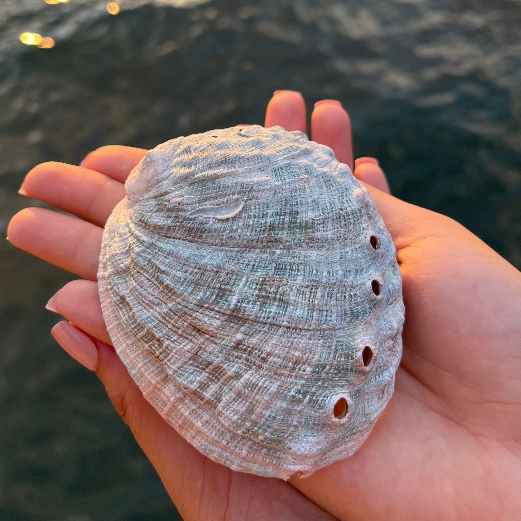 Abalone Shell