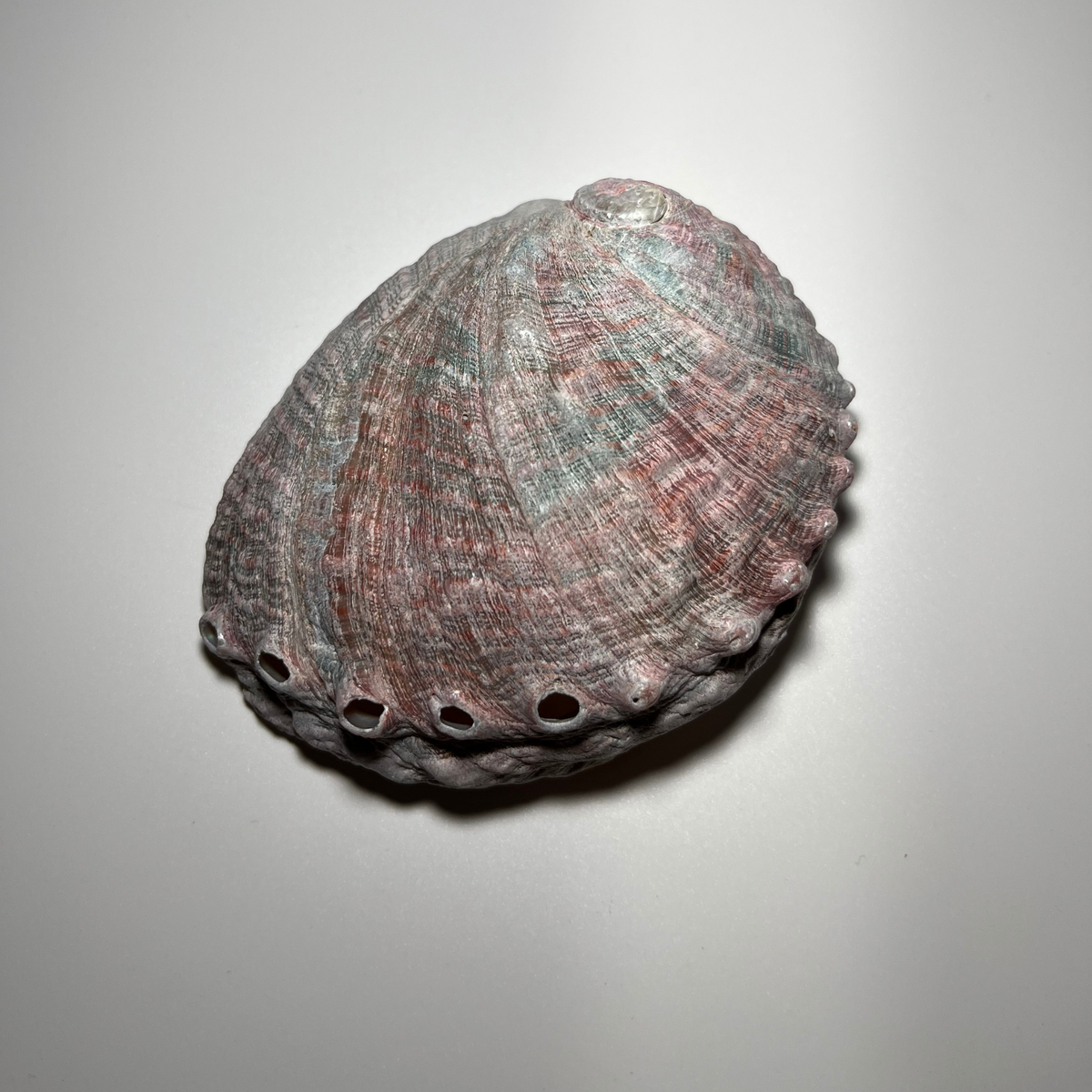 Abalone Shell